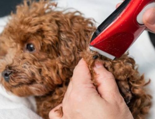How to groom a Poodle at home with clippers