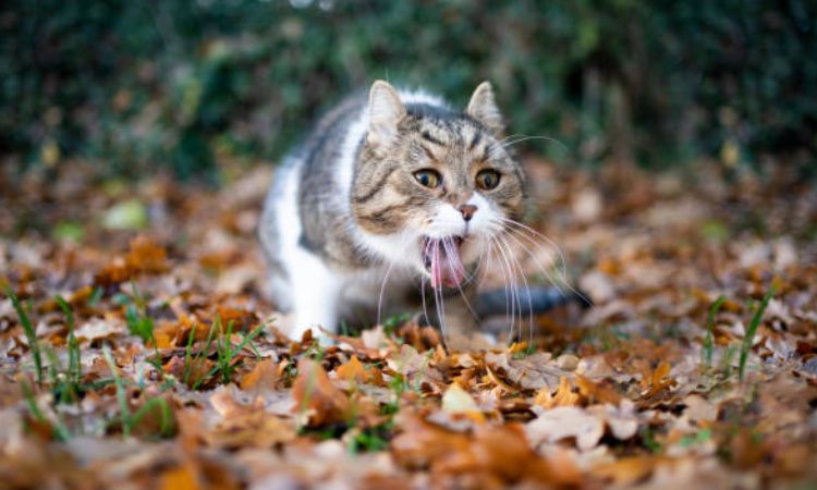 Step-by-Step: What to Do If Your Cat Eats Something Dangerous