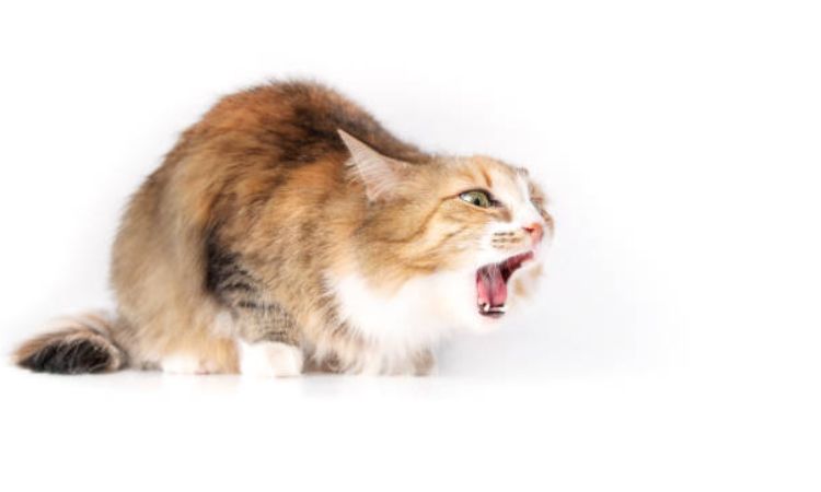 How to Safely Induce Vomiting in Cats