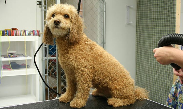 how to make dog hair curly