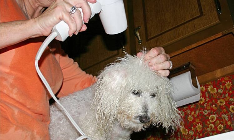 how to make poodle hair curly