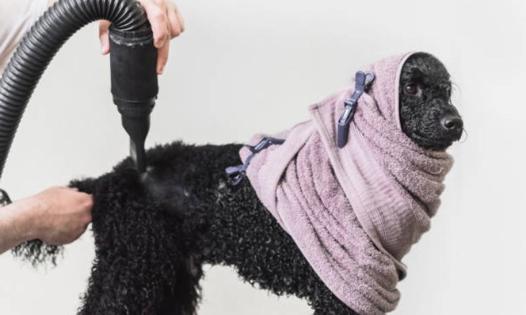 how to make poodle hair curly