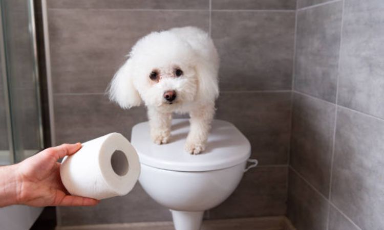 how to potty train a dog in 3 days