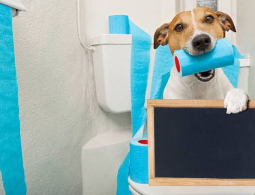 How to potty train a Dog in 3 days
