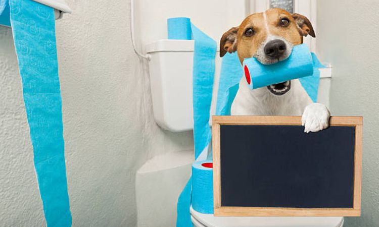 How to potty train a Dog in 3 days