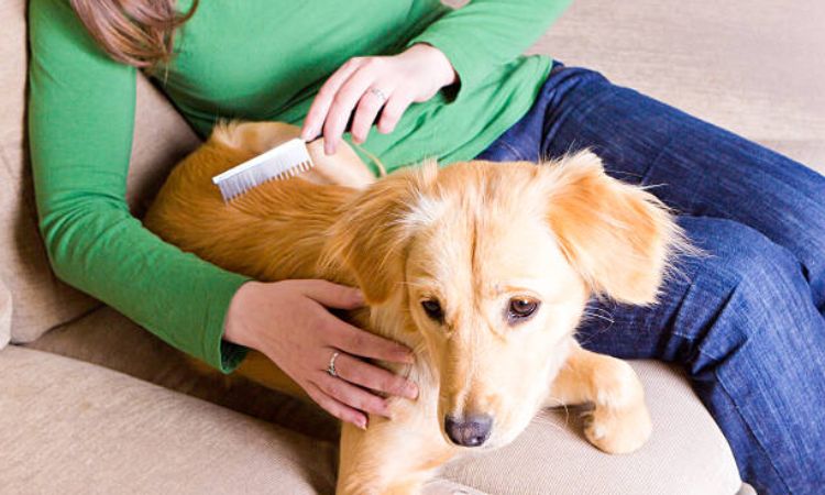 how to reduce shedding in dogs