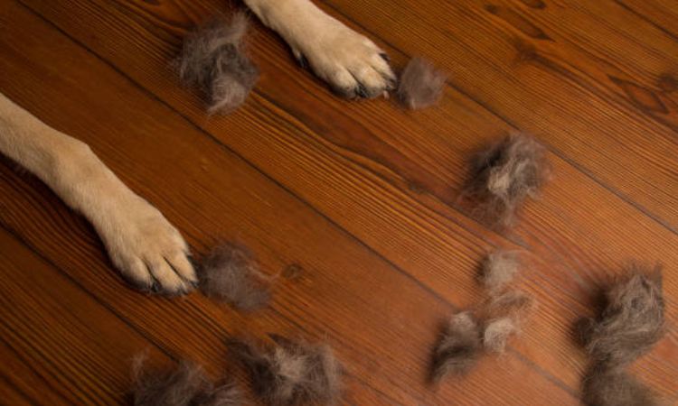 Nutrition and Hydration for Healthy Fur
