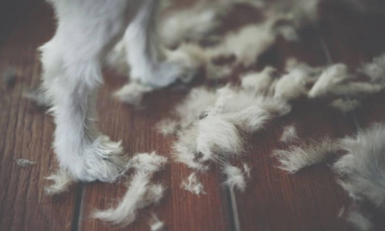 Environmental and Lifestyle Factors That Affect Dog Shedding