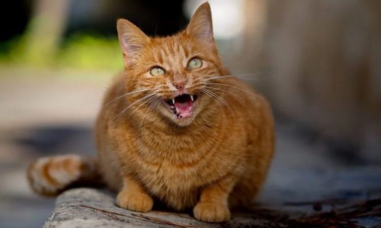 Immediate Strategies to Reduce Nighttime Meowing