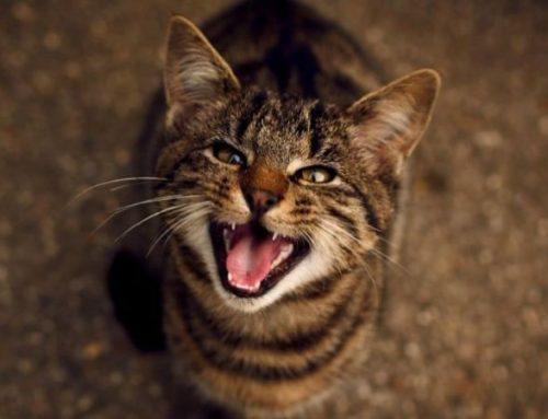 How to stop a cat in heat from meowing at night