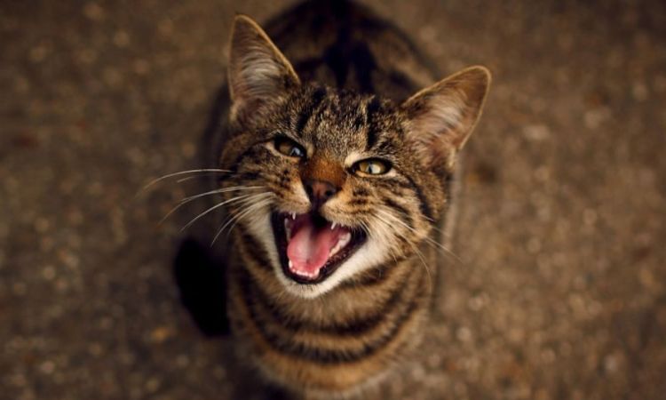 How to stop a cat in heat from meowing at night