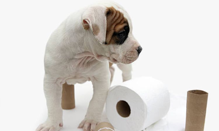 Using Crate Training to Aid Potty Training