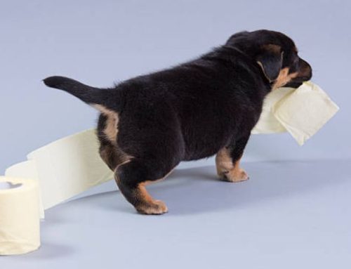 How to teach puppy to go toilet outside