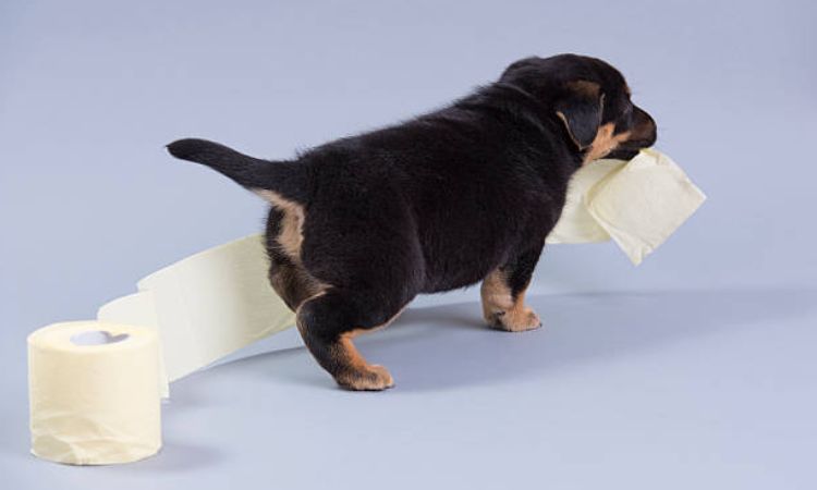 How to teach puppy to go toilet outside