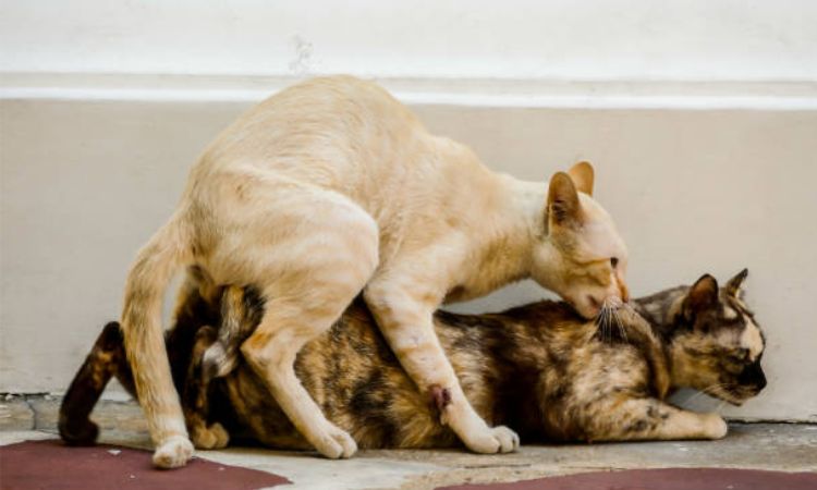 Physical Signs of Successful Mating