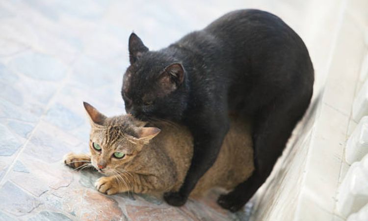 How to tell if cat mating was successful