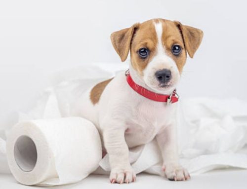 How to toilet train a Puppy in 7 days