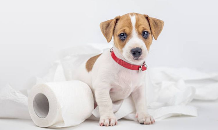 How to toilet train a Puppy in 7 days
