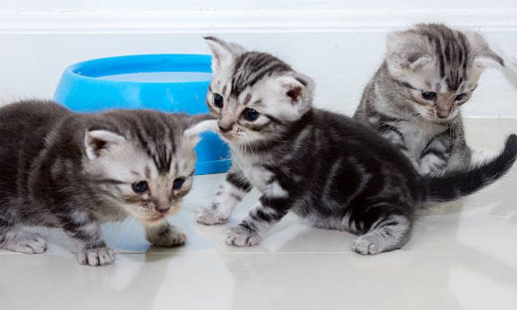 kitten