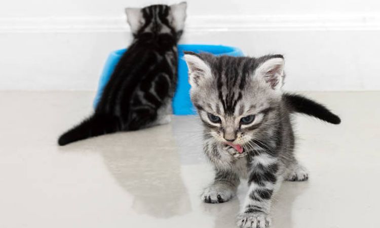 Recognizing Potty Signals