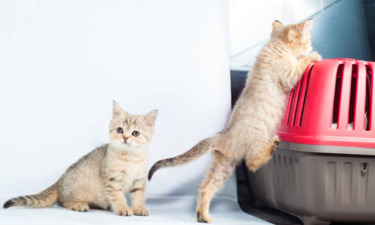 kitten go to the toilet