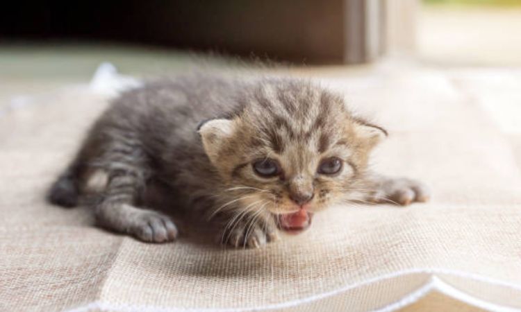 Common Reasons Kittens Throw Up but Still Act Normal