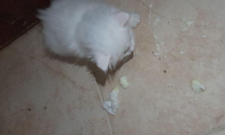 kitten throwing up but acting normal
