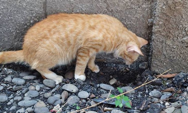 kitten throwing up but acting normal