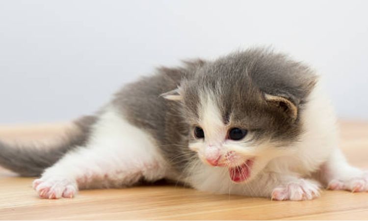 kitten throwing up but acting normal