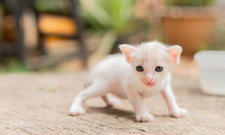 When do kittens open their eyes and start walking?