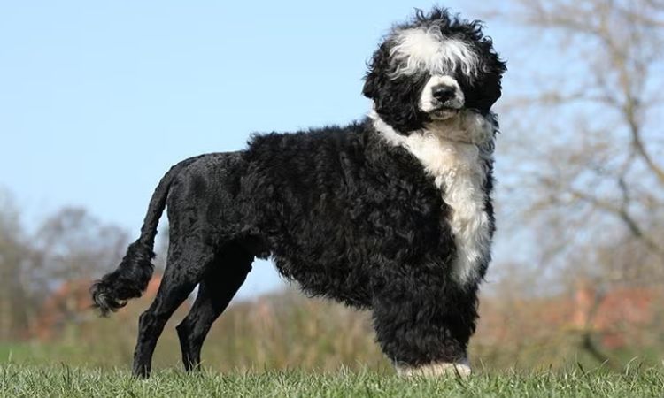 Portuguese Water Dog