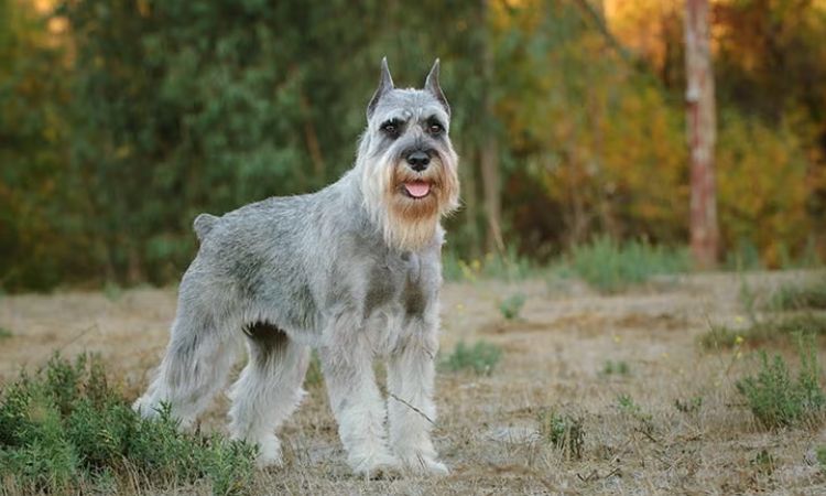 Standard Schnauzer