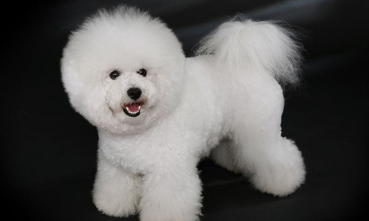 Bichon Frise