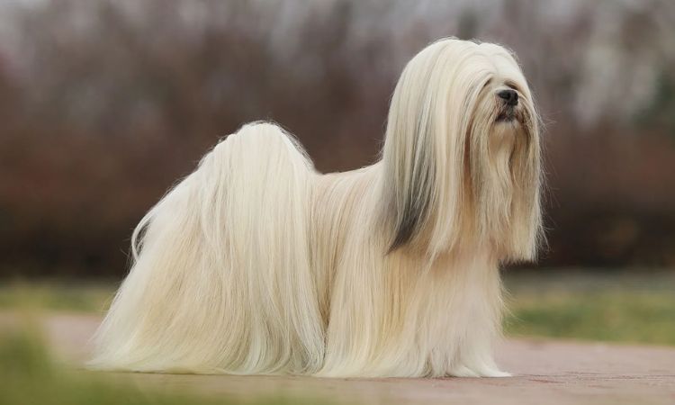 Lhasa Apso