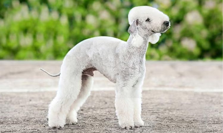 Bedlington Terrier