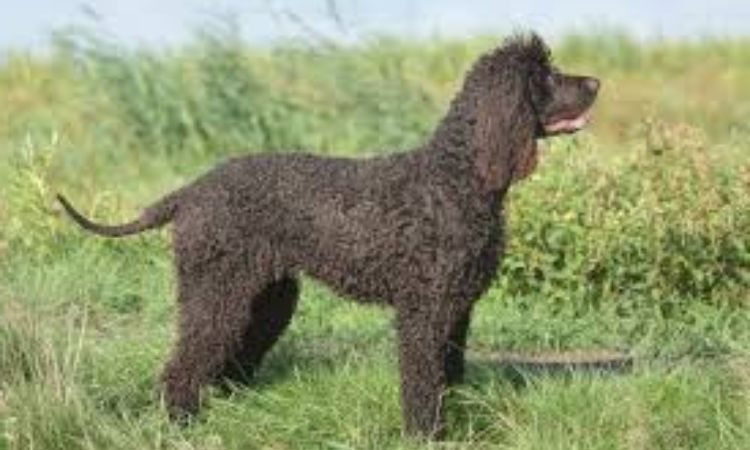 Irish Water Spaniel