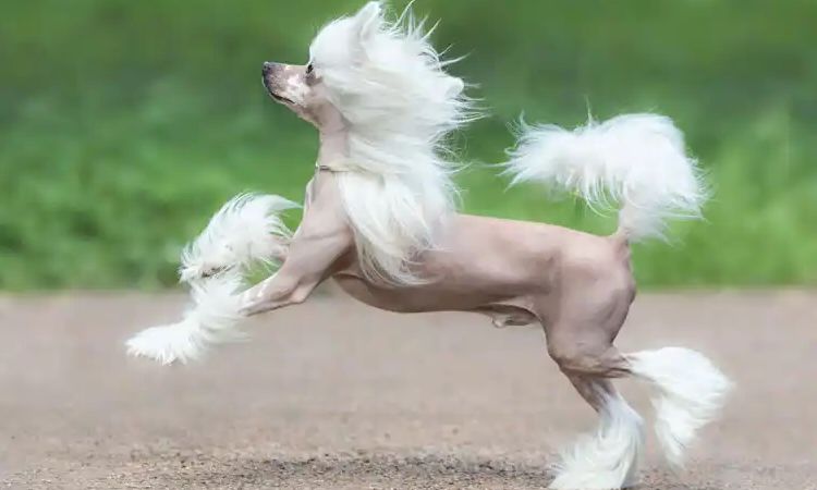 Chinese Crested