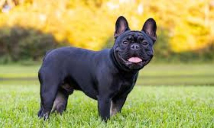 French Bulldog