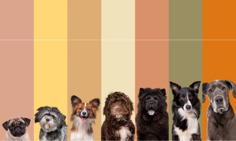 Top Low-Shedding Dog Breeds for a Cleaner Home