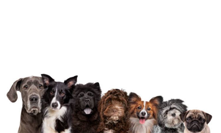 low-shedding dog breeds