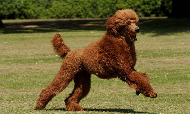 Poodle