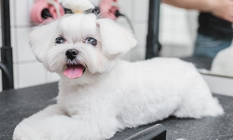 Essential Maltese Care