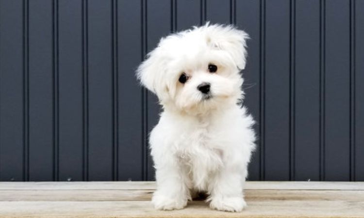Factors Affecting the Price of a Maltese Dog