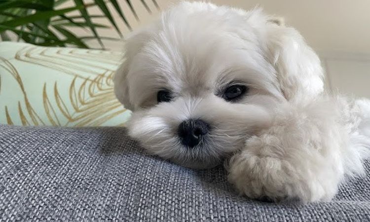 maltese dog price