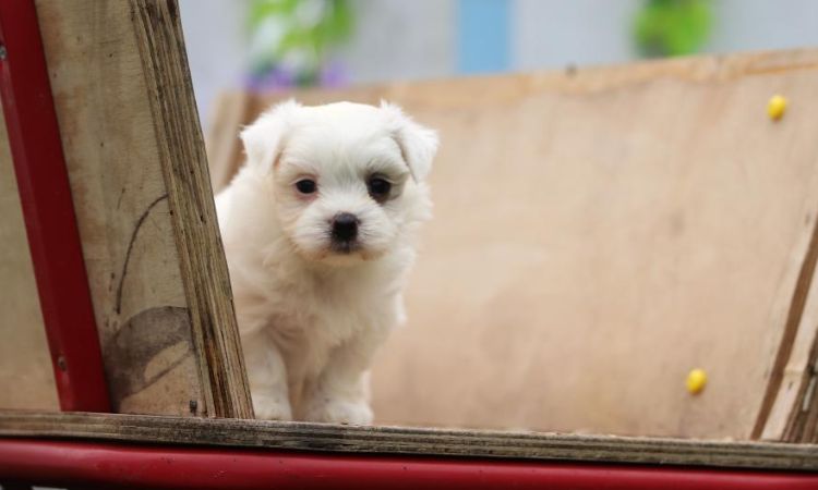 Maltese Dog Price