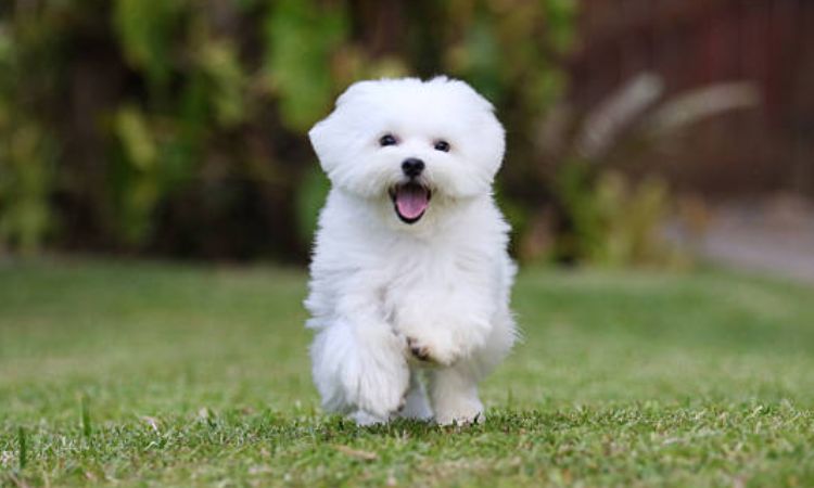Maltese Dogs