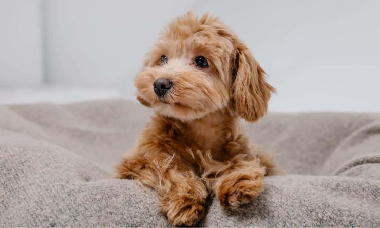 Maltese Poodle Hybrid Breeds
