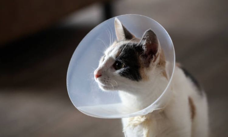 The Impact of Neutering