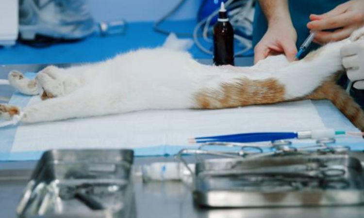 Do male cats go into heat after being neutered?