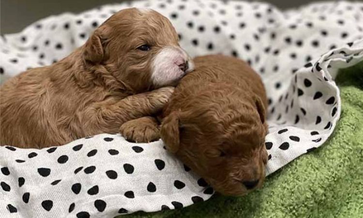 when do poodle puppies get curly hair